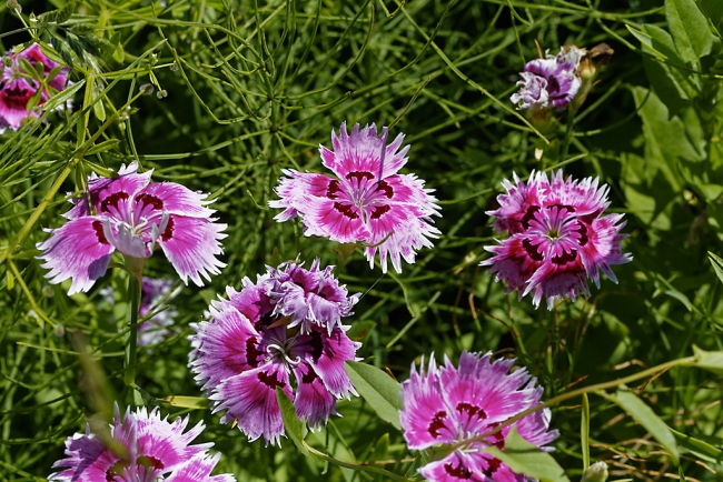 Jardin Botanique de la Bastide-021